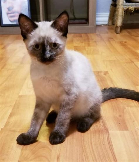 siamese kittens florida